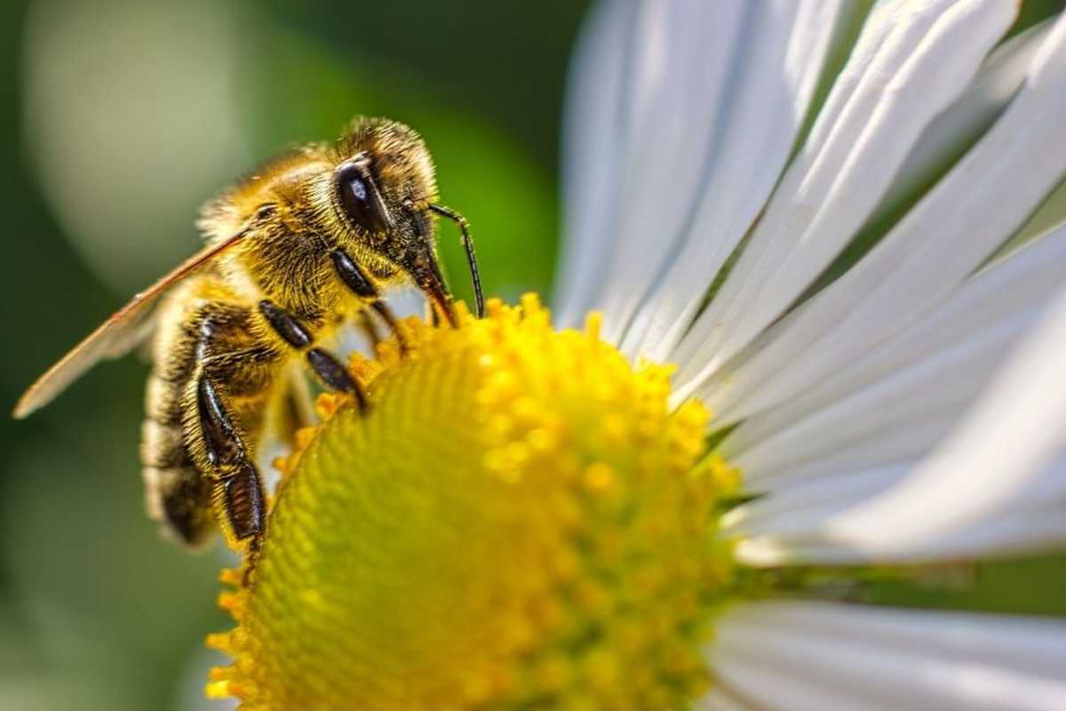 Promote Biodiversity – Learn More About Bees and Other Beneficial Insects