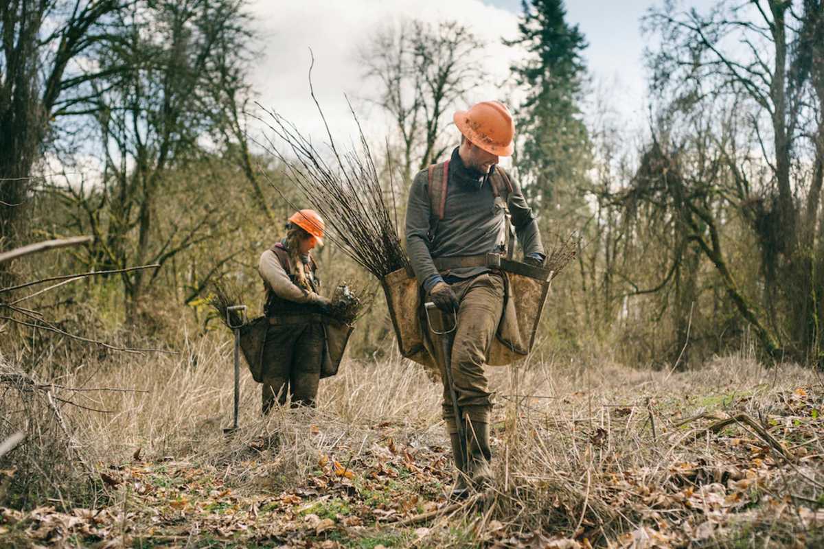 Planting More Trees in Canada for the Bees